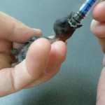 1 vnt. jauniklių pauk&scaron;čiukų universalus maitinimo &scaron;virk&scaron;tas, balandžio, papūgėlės, papūgos rankinio auginimo maisto rinkinys, stemplės adatos, tikslus 5 ml/10 ml/20 ml 5ML