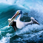 5D &bdquo;pasidaryk pats&ldquo; deimantų tapybos siuvinėjimas &bdquo;Pelican Hunting In Waves&ldquo; Deimantinės mozaikos kryžminio dygsnio dekoras 30x30CM