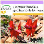 SAFLAX - Sturt's Desert Pea - 20 sėklų - Clianthus formosus