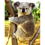 Visas 5D &bdquo;pasidaryk pats&ldquo; deimantinis paveikslas animacinis filmas Koala mozaikos siuvinėjimas kryželiu namų dekoras, rankų darbo dovana 60x80cm