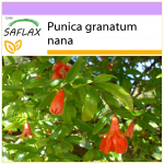 SAFLAX &ndash; Nyk&scaron;tukinis granatas &ndash; 50 sėklų &ndash; Punica granatum nana