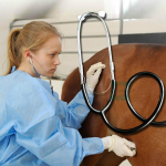 Gyvūnų dvejopo naudojimo stetoskopas naminių gyvūnėlių medicinos įranga, kiaulės galvijams, katėms ir &scaron;unims, stetoskopams, veterinariniams prietaisams