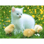 Cat White Deimantinis siuvinėjimas Kar&scaron;tas I&scaron;pardavimas Pilnas gręžimas Deimantinis dažymas Sienų dekoro gėlė 20X30CM