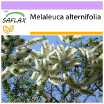 SAFLAX &ndash; Australijos arbatmedis &ndash; 400 sėklų &ndash; Melaleuca alternifolia
