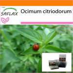 SAFLAX - Sodas mai&scaron;e - Citrininis bazilikas - 200 sėklų - Su substratu tinkamame stovimame mai&scaron;elyje - Ocimum citriodorum