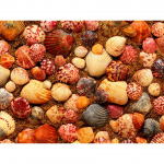 5D &bdquo;pasidaryk pats&ldquo; deimantinis pie&scaron;imas kriauklė Starfish Shell deimantinis siuvinėjimas Kalnų kri&scaron;tolas paveikslėlis Mozaika Namų dekoravimas Siuvinėjimo kryželiu rinkinio dovana Full Round 20x30CM