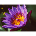 5D &bdquo;pasidaryk pats&ldquo; deimantinis pie&scaron;imas &bdquo;Lotus Diamond&ldquo; siuvinėjimas mozaikinis kryžminio dygsnio kalnų kri&scaron;tolas 20X30CM