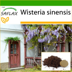 SAFLAX Mėlyoji kininė visterija - 4 sėklos - Su auginimo substratu geresniam auginimui - Wisteria sinensis