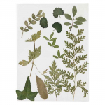 Assortiment de fleurs s&eacute;ch&eacute;es et pr&eacute;ss&eacute;es - Vert feuillage - 20 pcs žalia