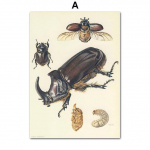 Vintažinio vabalo vabzdžių plakato pavyzdys retro iliustracija siena Menas drobė tapyba Plakatai ir spaudiniai Paveikslėlis svetainei be rėmelio 21*30cm