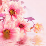 5D Deimantų tapyba Siuvinėjimas Chrizantema Deimantinis Siuvinėjimas Pasidaryk pats Rankdarbiai Deimantiniai sienų menai 30x30CM