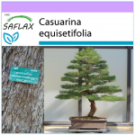 SAFLAX &ndash; bonsai &ndash; jūros geležies mediena &ndash; 200 sėklų &ndash; Casuarina equisetifolia