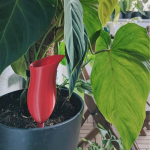 Plant Watering Device ,Automatic Waterer, Easy to Refill, Auto Bulb Self for B