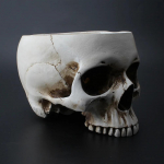 Dervos Helovino kaukolės saldainių dubuo, sodinukas, gėlių vazonas, skulptūra, skeletas, statula, atvira skeletas, kaukolės figūrėlė, vidutinis dubuo