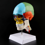 1 vnt. Žmogaus anatomijos skeletas Anatominis modelis su spalvotais kaulais Kaklo slankstelio skulptūra Medicininės prekės. White blue