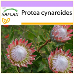 SAFLAX Giant King Protea &ndash; 5 sėklos &ndash; Protea cynaroides