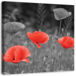 Spaudinys ant drobės Meadow Poppy Nature