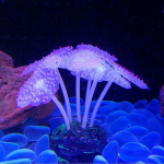Akvariumo žėrintis dirbtinės medūzos silikono imitacijos vandens augalai, fluorescenciniai
