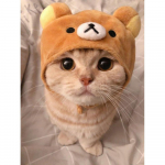 Deimantinis paveikslas &bdquo;puiki katė&ldquo; &bdquo;pasidaryk pats&ldquo; 5D siuvinėjimas kryželiu, kvadratinis / apvalus deimantinis mozaika, naminių gyvūnėlių namų dekoravimo menas