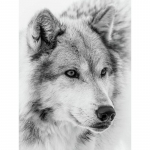 5D &bdquo;pasidaryk pats&ldquo; deimantinis paveikslas &bdquo;White Wolf&ldquo; deimantinis siuvinėjimas kryželiu namų dekoras, rankų darbo dovanos Round 20x30cm