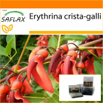 SAFLAX Sodas mai&scaron;e &ndash; Cockspur koralų medis &ndash; 6 sėklos &ndash; Su substratu tinkamame stovimame mai&scaron;elyje &ndash; Erythrina crista galli