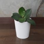 Peperomia obtusifolia Red Margin