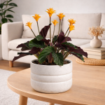 Calathea Crocata Candela