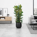 Ficus elastica Robusta, 100 cm