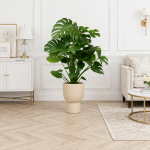 Monstera deliciosa, 100 cm