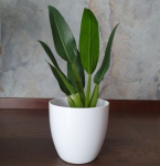 Philodendron martianum Fatboy