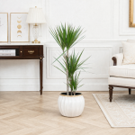 Dracaena marginata, 100 cm