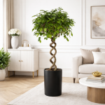 Ficus Benjamina su spiraliniu kotu, 140 cm