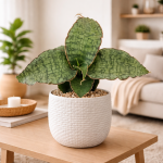 Sansewieria kirkii Silver Blue