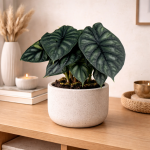 Alocasia Baginda Dragon scale