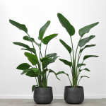 Strelitzia nicolai, 150 cm.