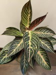 Aglaonema Pride of Sumatra