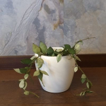 Hoya krohniana Eskimo