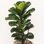 Ficus Lyrata