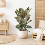 Ficus elastica Tineke, 100 cm