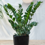 Zamioculcas zamiifolia