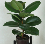 Ficus elastica Robusta