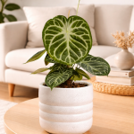 Anthurium Silver Blush