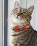 Antkaklis katėms "Orange"