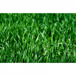 Yara MILA NPK 17-11-12 trą&scaron;a vejai 25kg