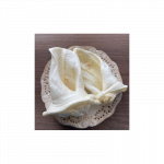 Ėriuko ausytė balta