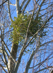 KANAPŪKIS Amalas