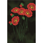 Siuvinėjimo kryželiu rinkinys RED POPPIES on BLACK 41x62cm