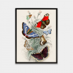 Plakatas Drugeliai O. Goldsmith