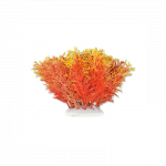 Happet akvariumų augalas oranžinis