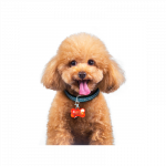 Nobleza LED &scaron;viečiantis pakabukas ant antkaklio &scaron;unims, 4,7x3,1 cm